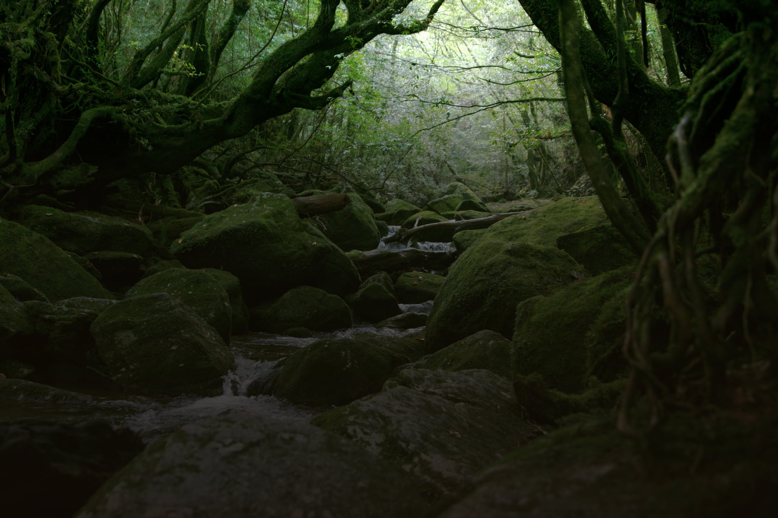 A clear stream running between granite boulders thick with green moss in the forest of Yakushima