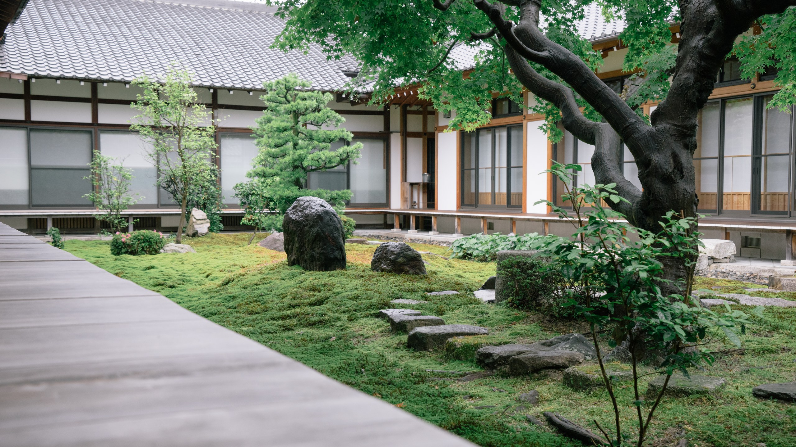 A temple courtyard of moss, dark standing stones and a clipped pine, stepping stones crossing the green beneath a maple, the timber and white walls of the hall behind