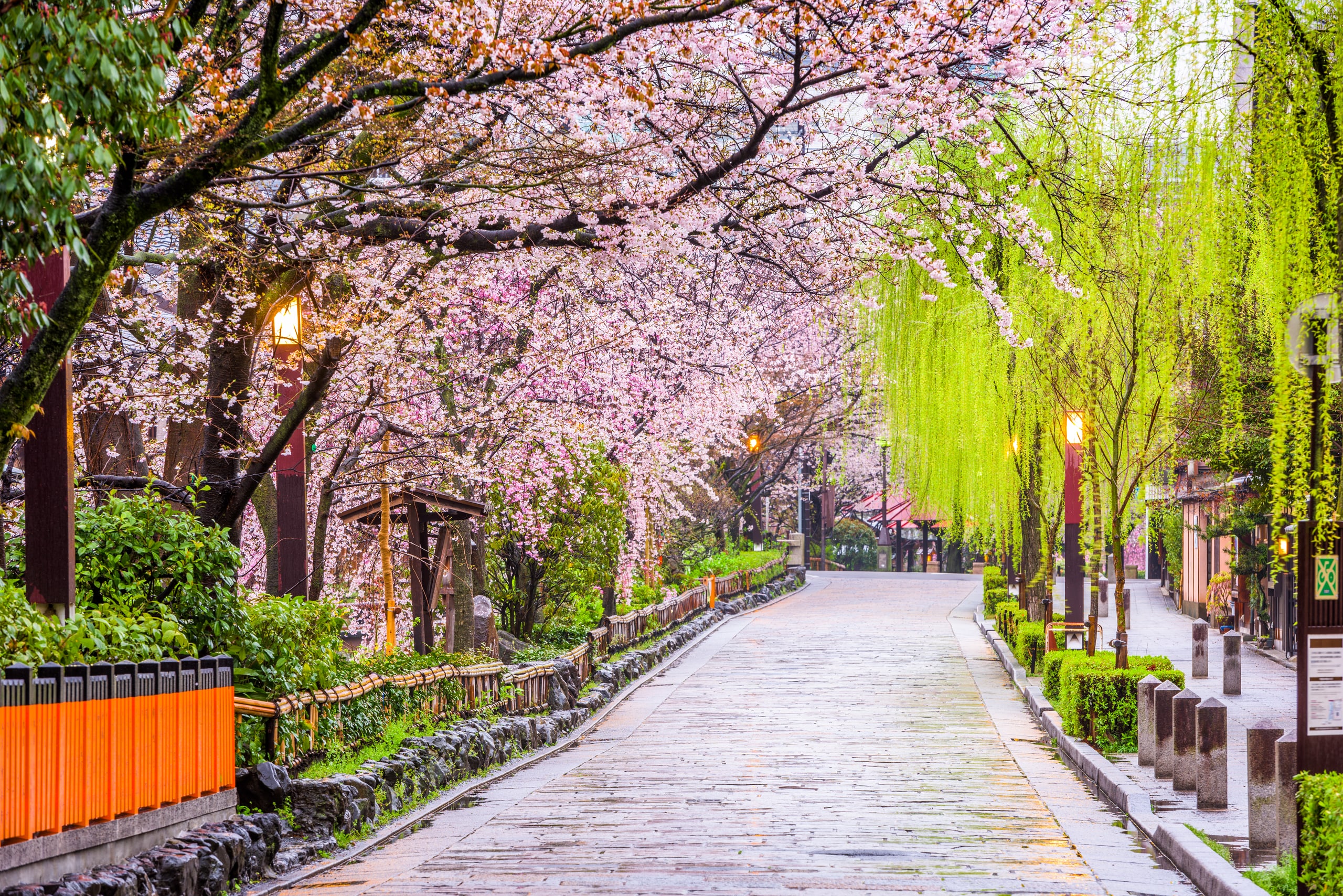 A stone-paved street in Gion Shirakawa in spring, cherry trees in flower and willows along the stream, lanterns lit