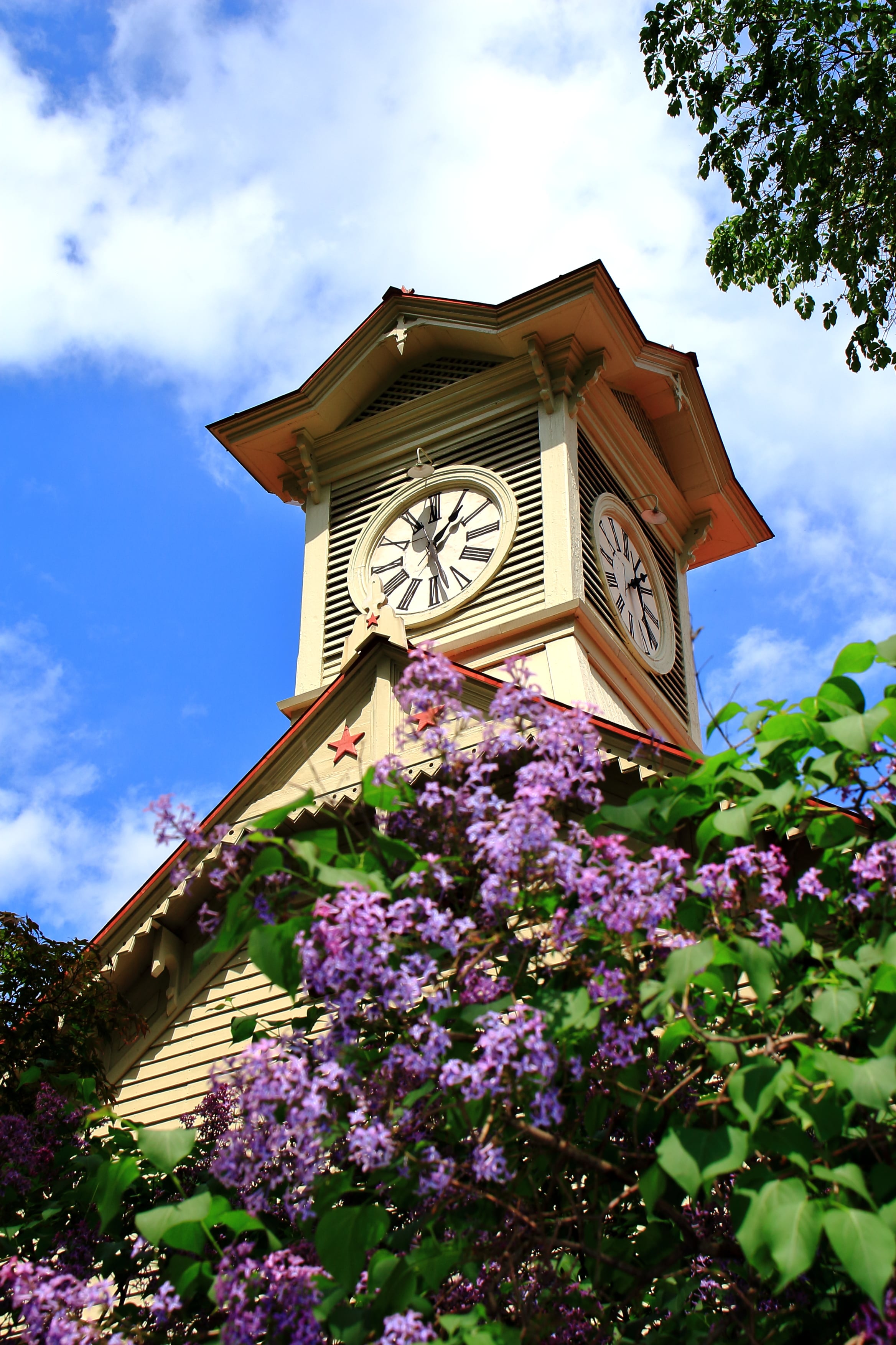 The white wooden clock tower of Sapporo under a blue sky, lilac in flower before it