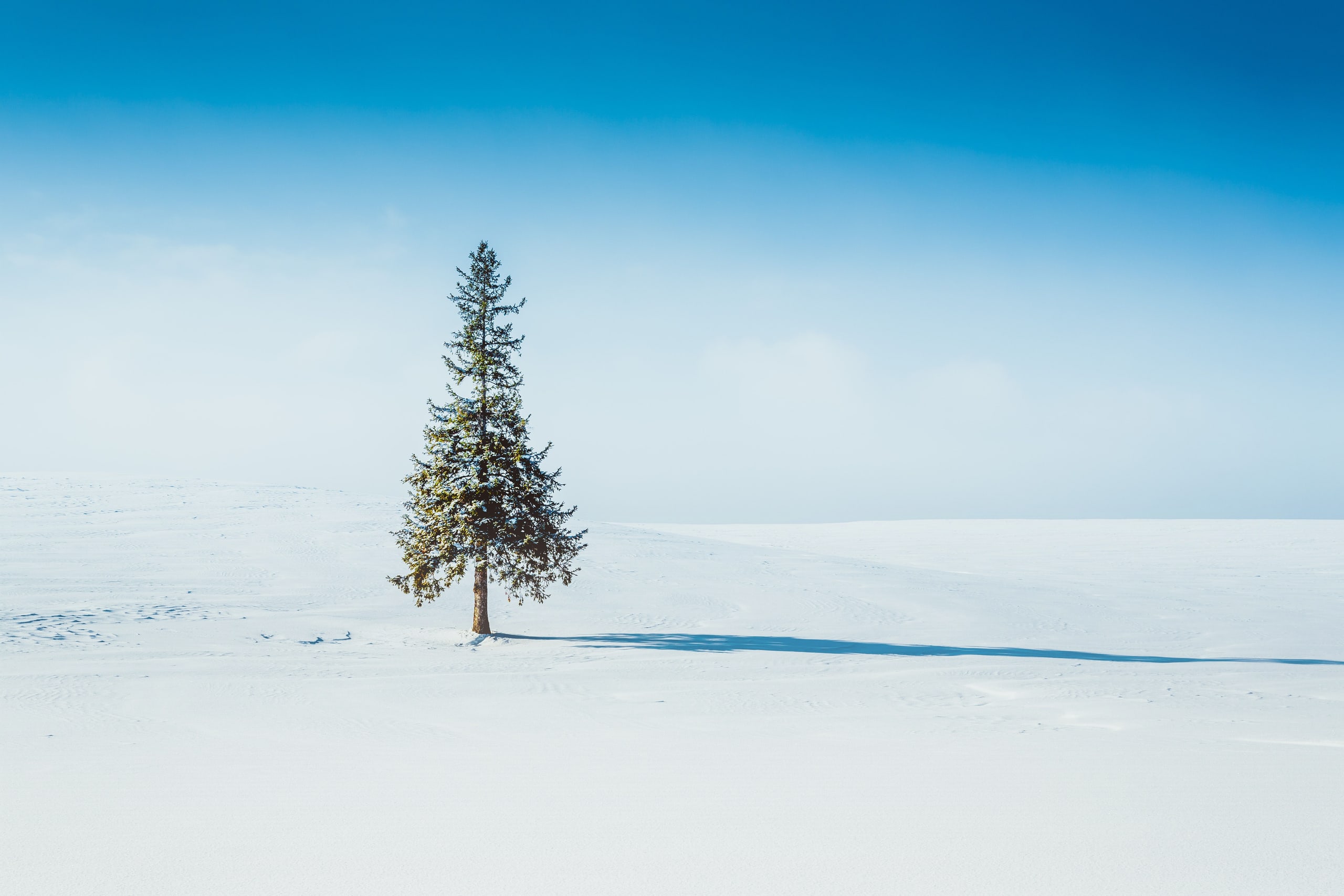 A single fir standing in a wide, untouched snowfield under a pale blue sky, its shadow long across the snow