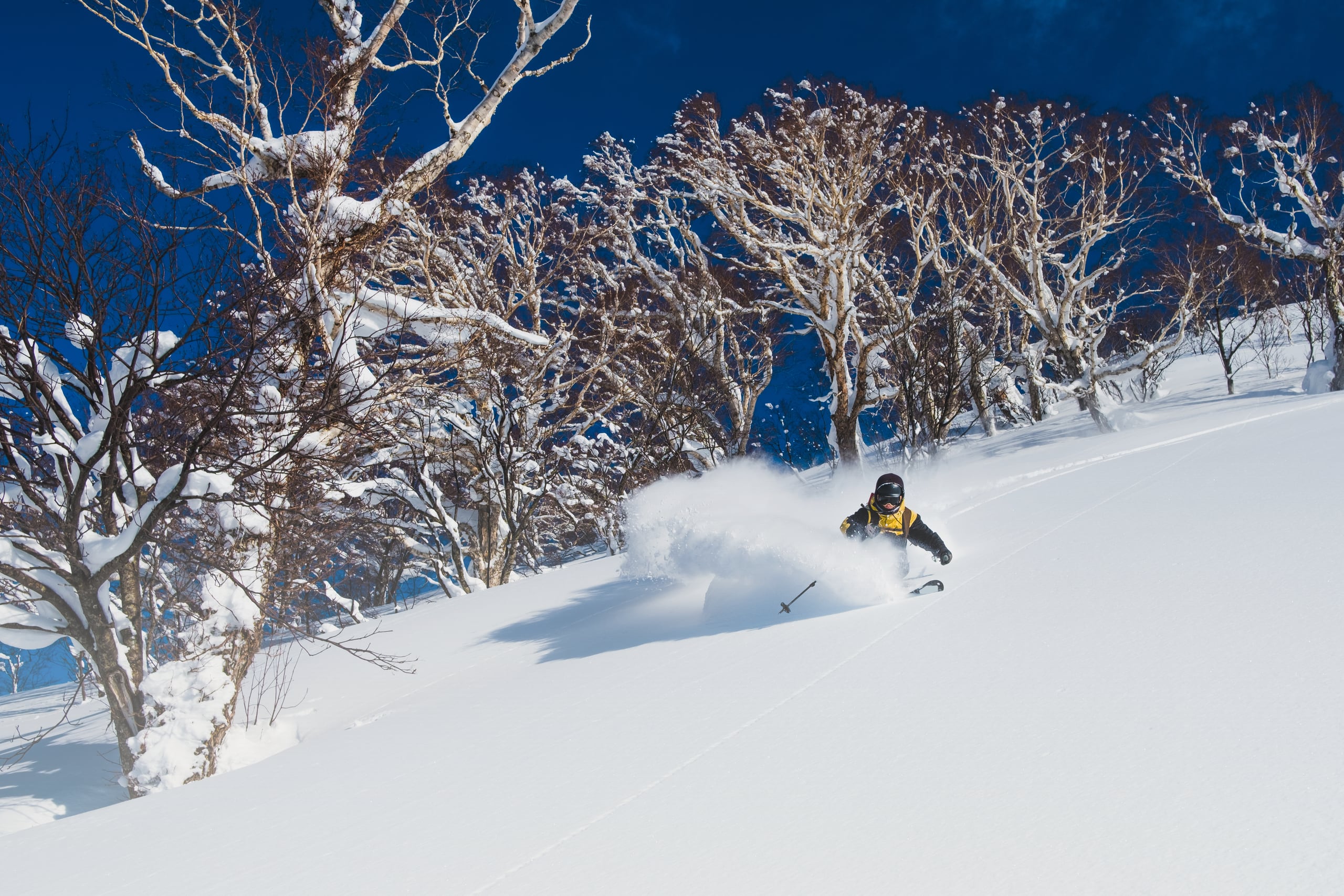 A skier in black and yellow turning through deep powder, a cloud of snow behind, below snow-laden birch trees and a deep blue sky