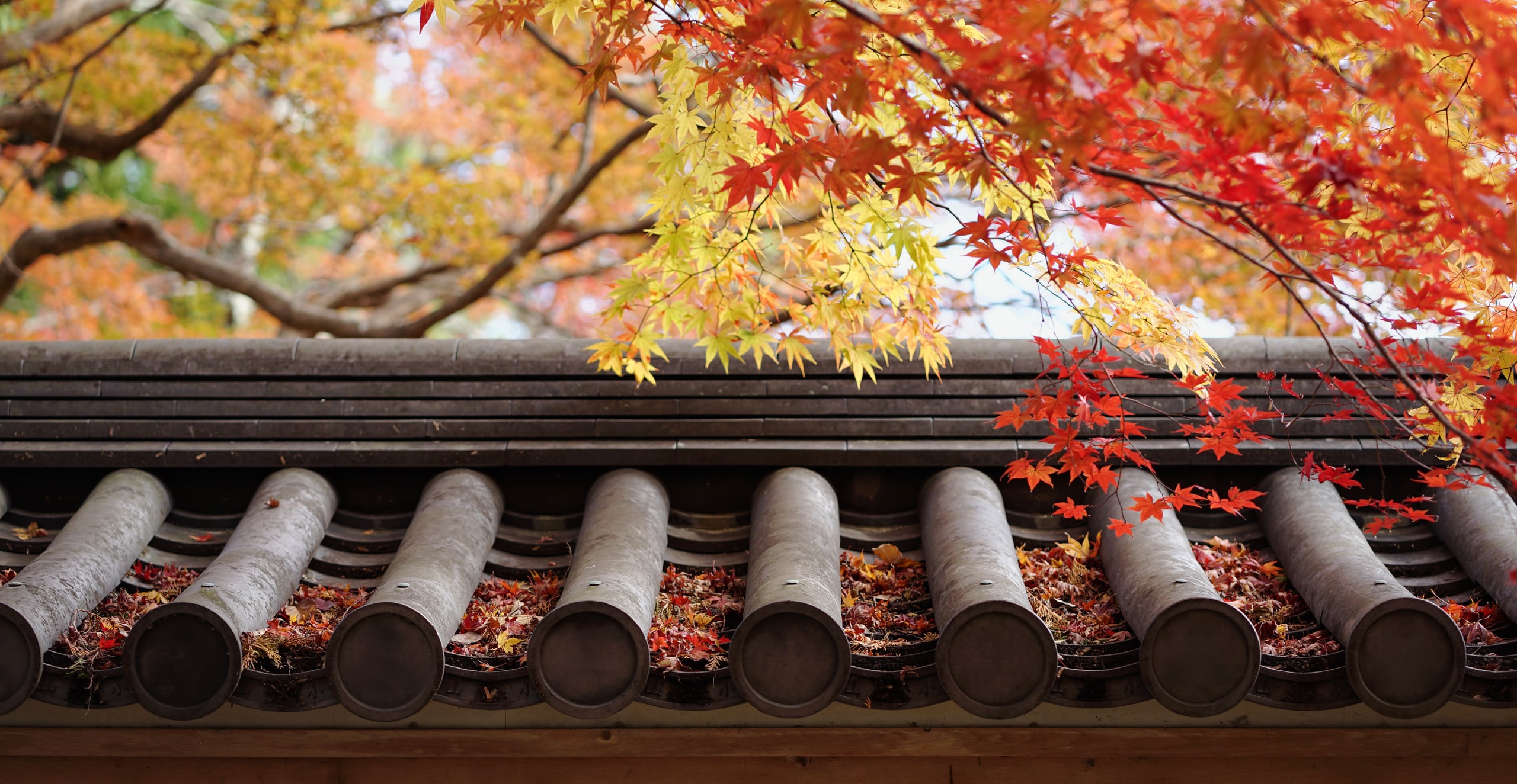 Red and gold maple leaves hanging over the edge of a grey tiled roof, fallen leaves resting on the tiles