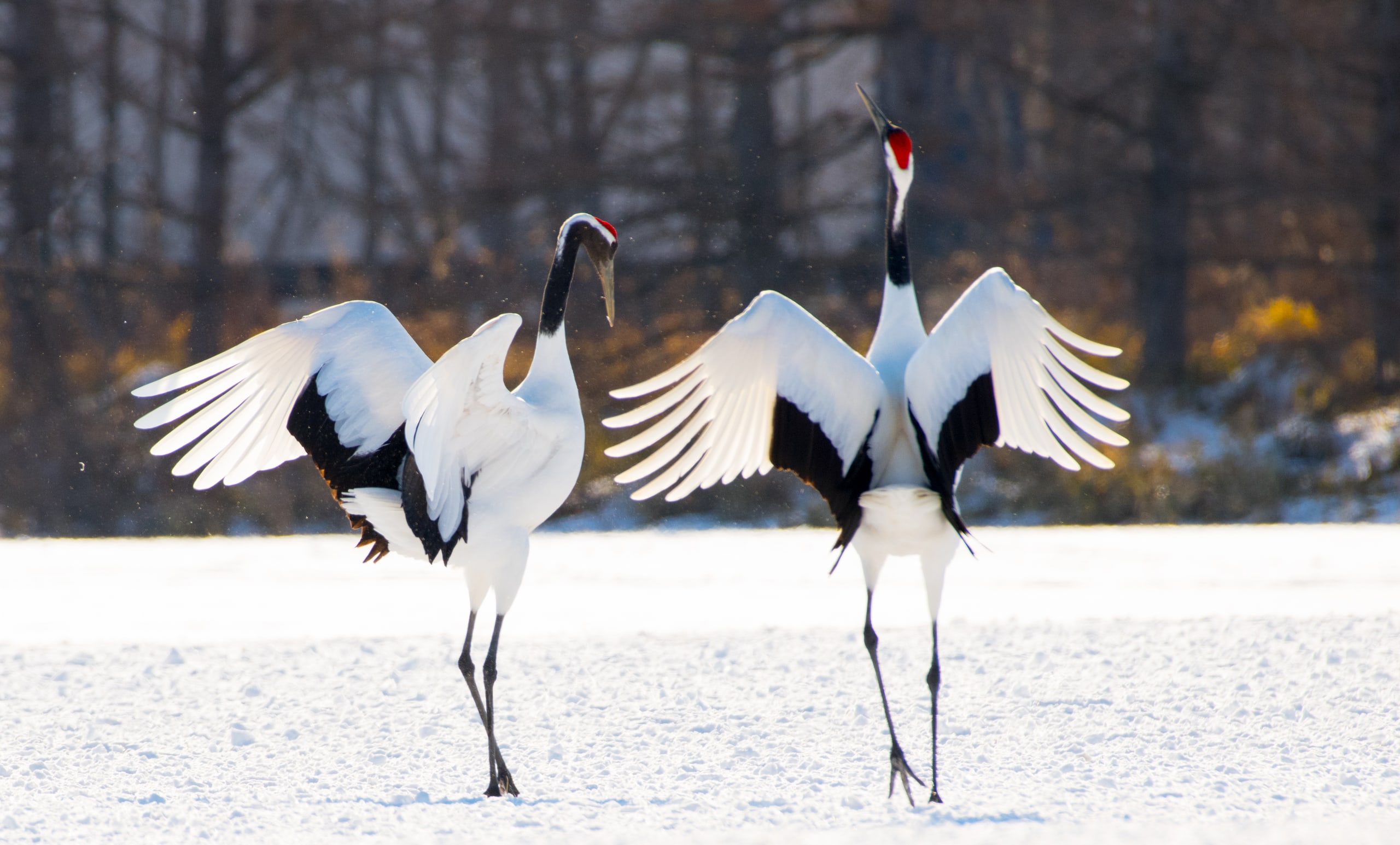Two red-crowned cranes with their wings spread wide, dancing on snow