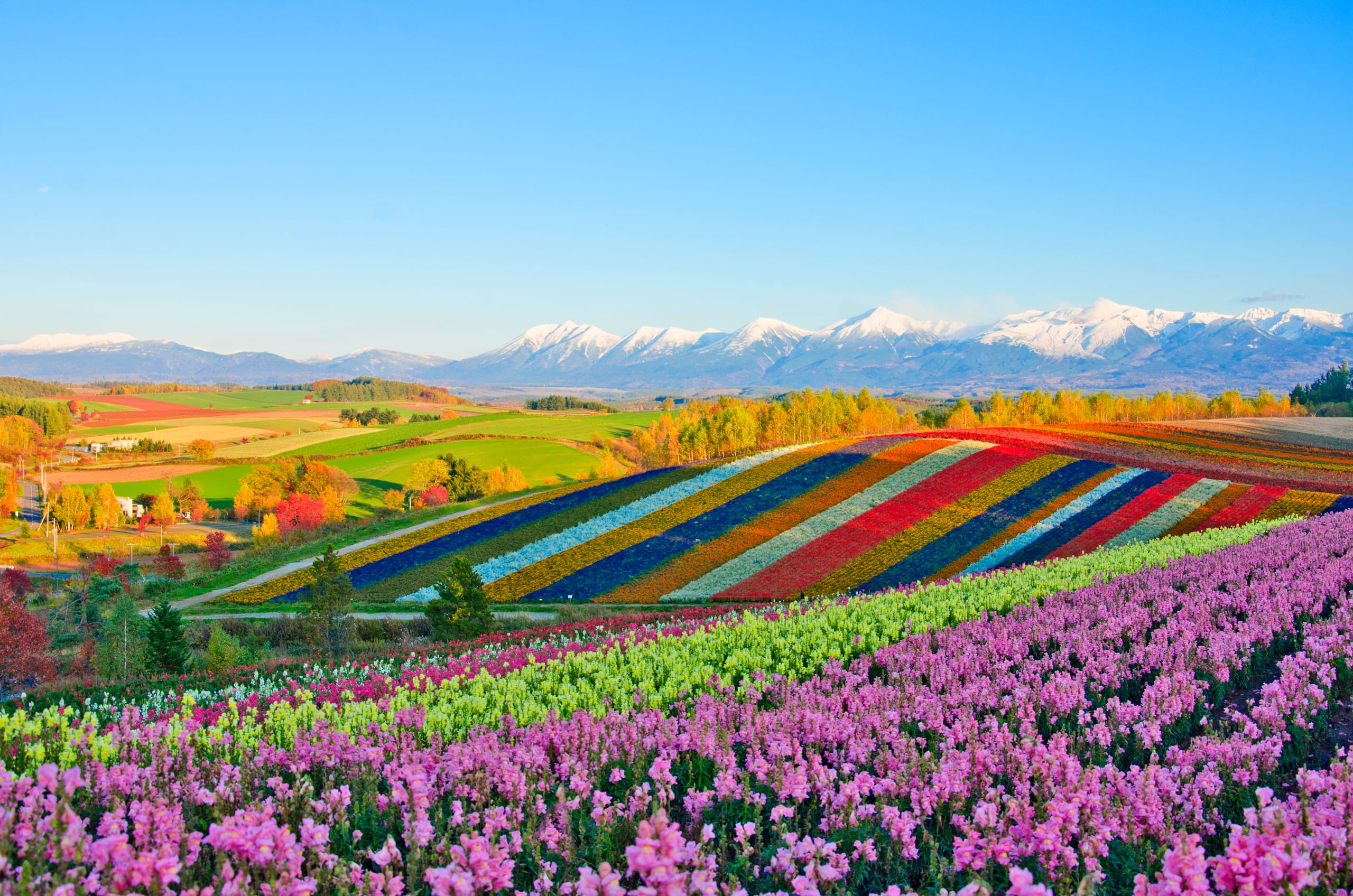 Rows of pink, yellow and red flowers striping a rounded hillside, snow-streaked mountains beyond