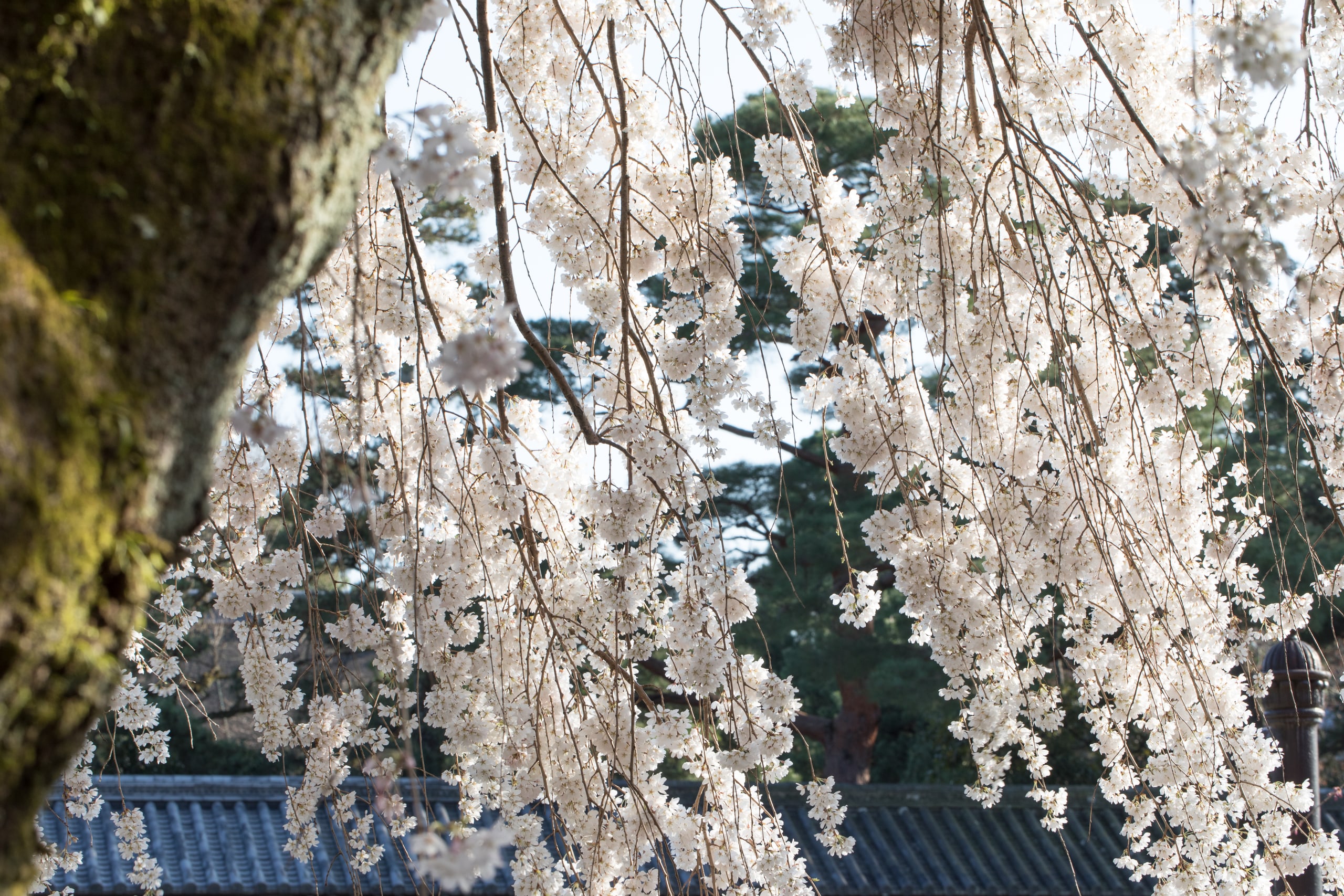 The pale falling branches of a weeping cherry in flower, a pine and a tiled temple roof behind