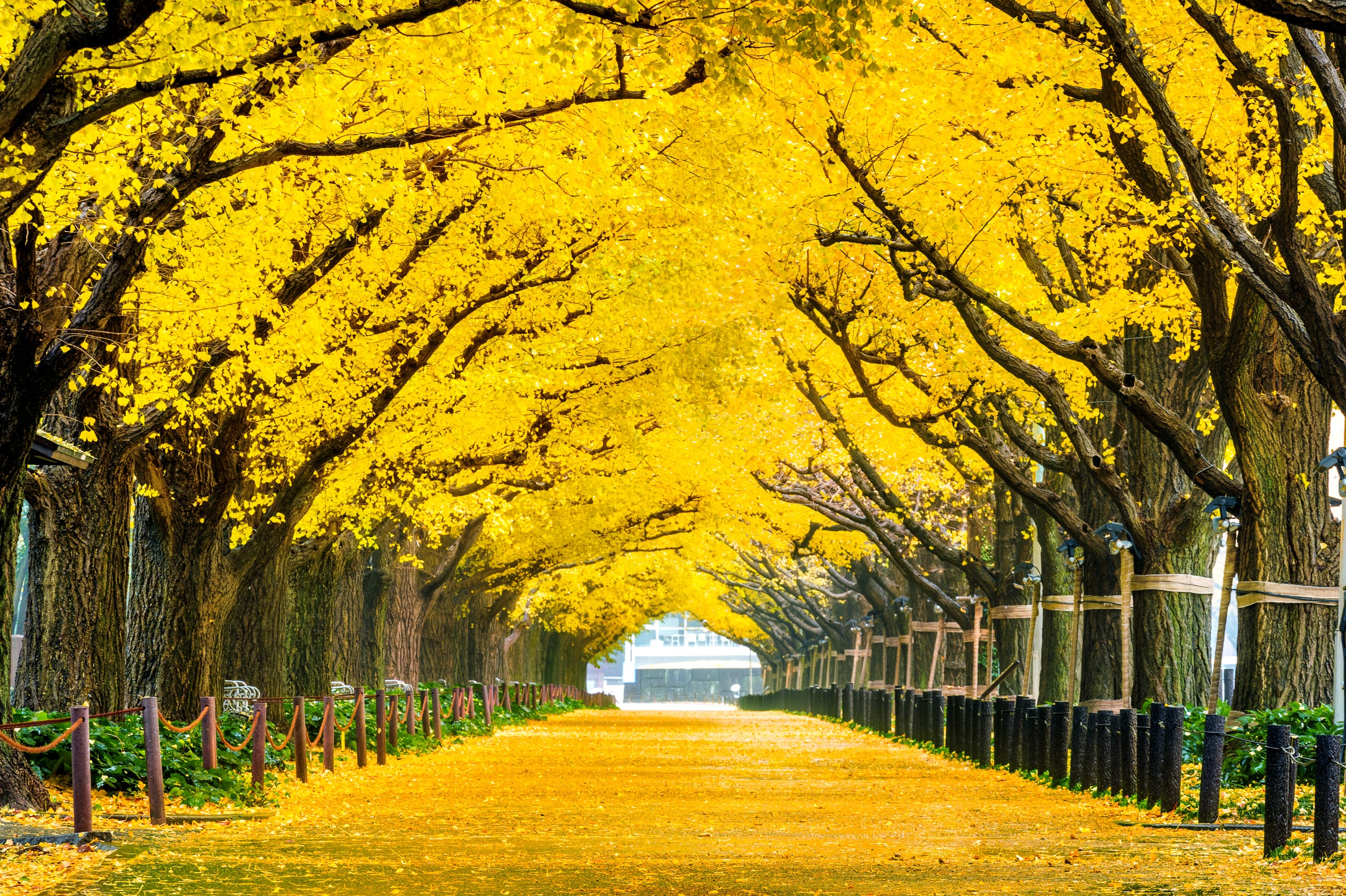 A gold ginkgo avenue in autumn