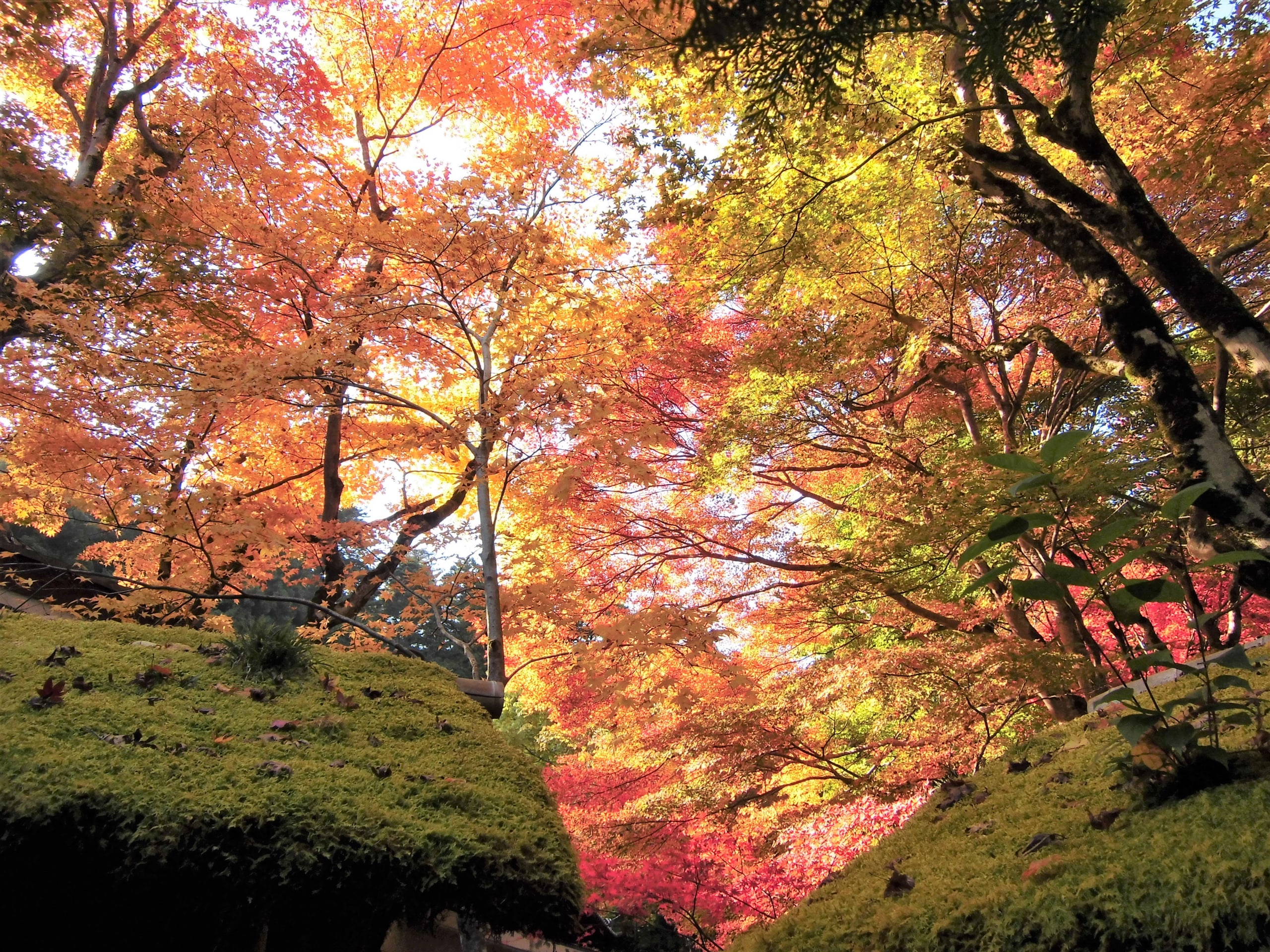 Kyoto, on the morning it turns