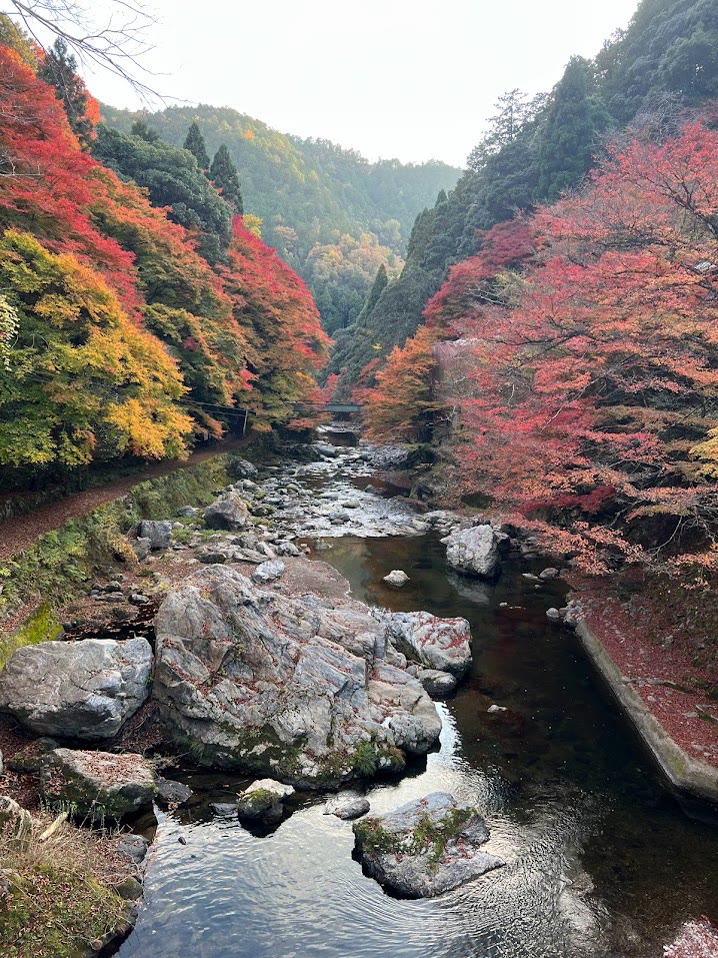 A river gorge in autumn colour