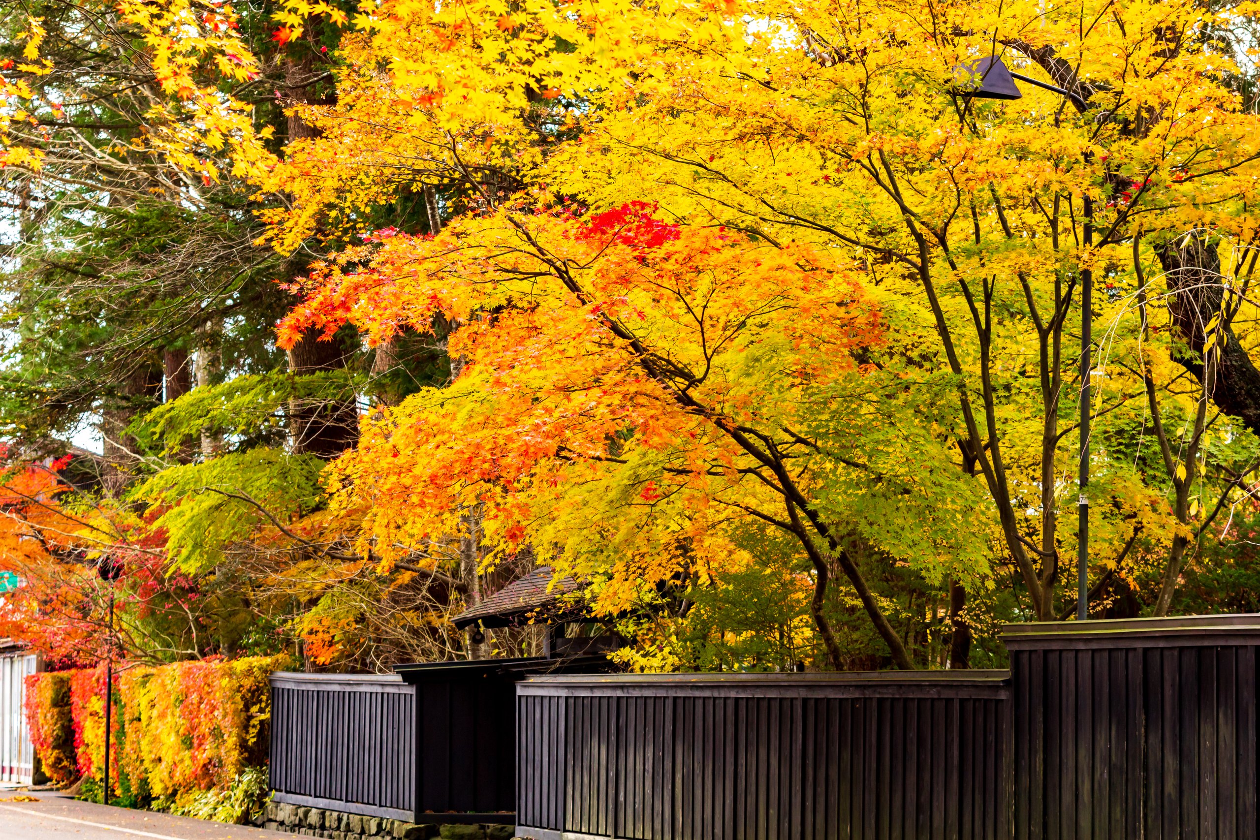 Red and gold maples over the black wooden fences of the samurai district, Kakunodate