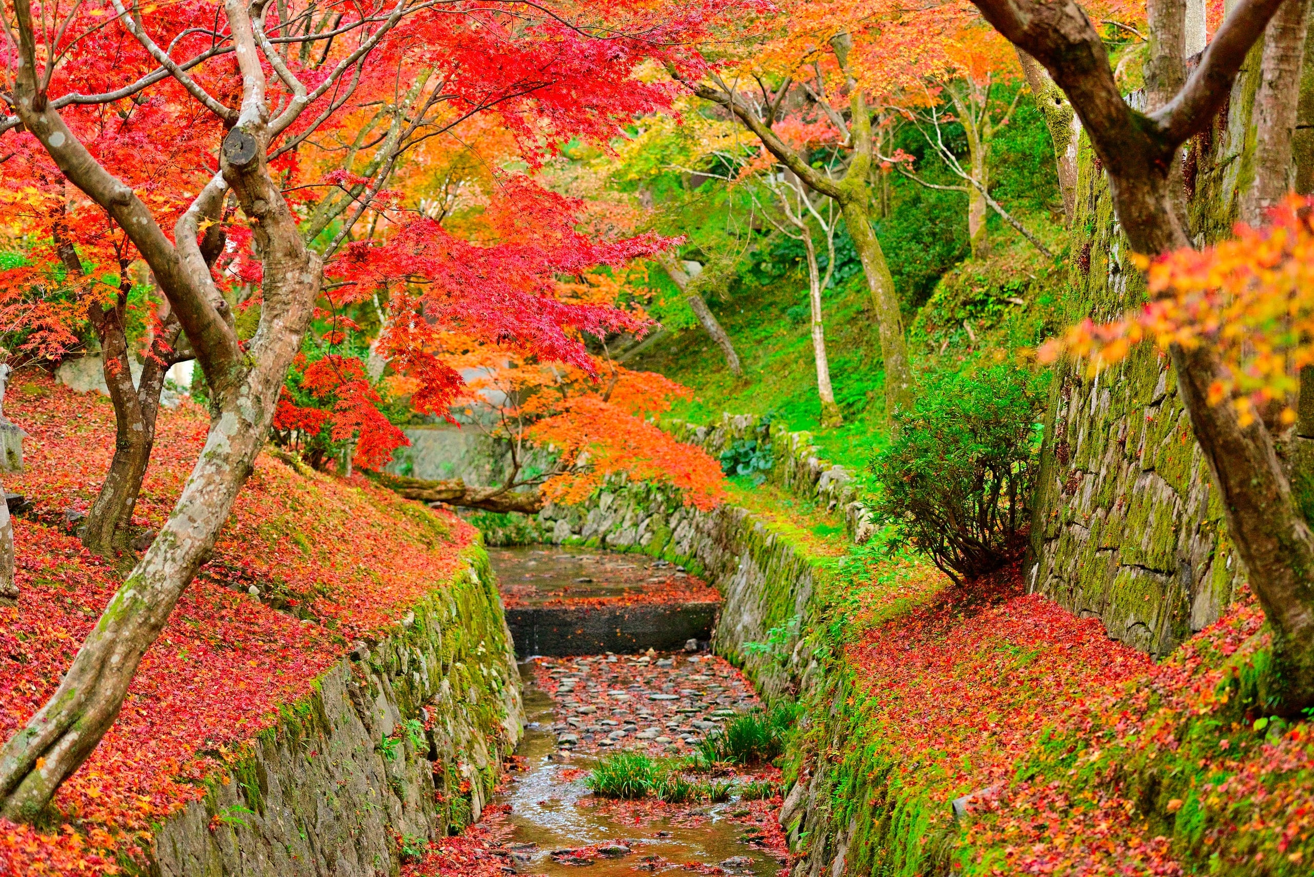 Maples over an old stone path