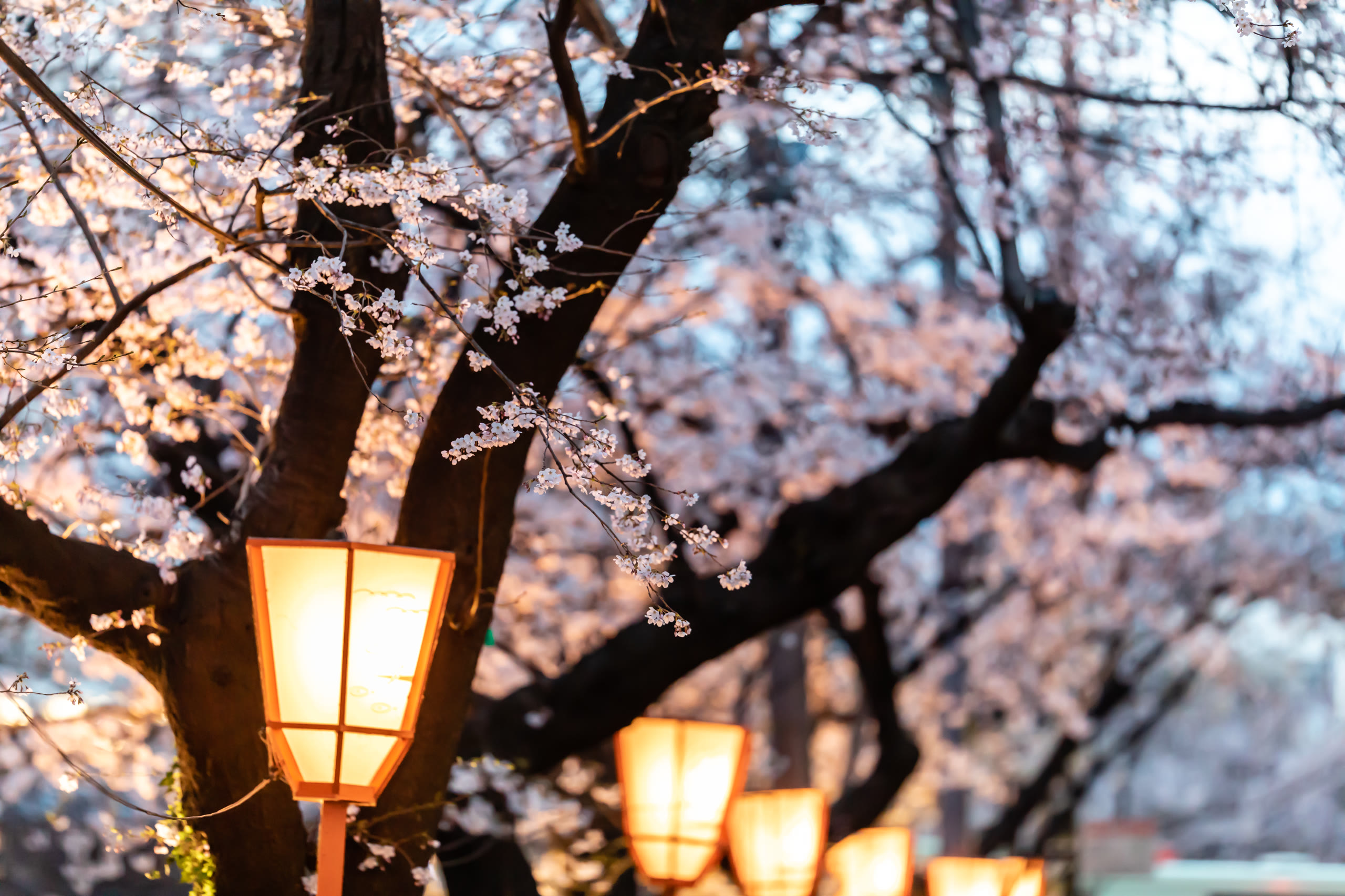 Warm paper lanterns glowing among cherry blossom at dusk