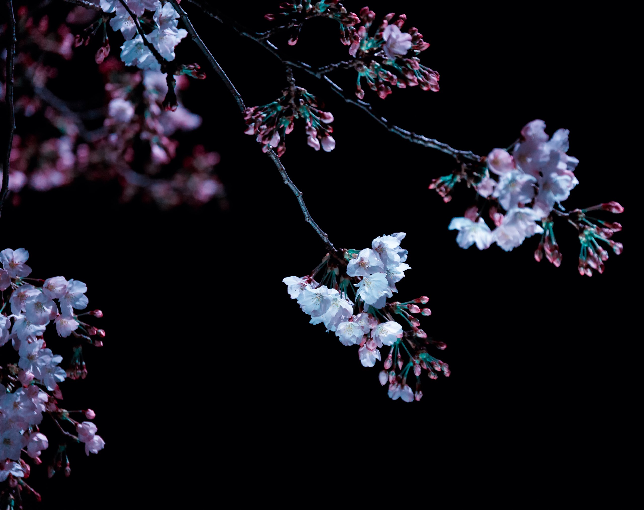 Branches of cherry blossom lit against the dark