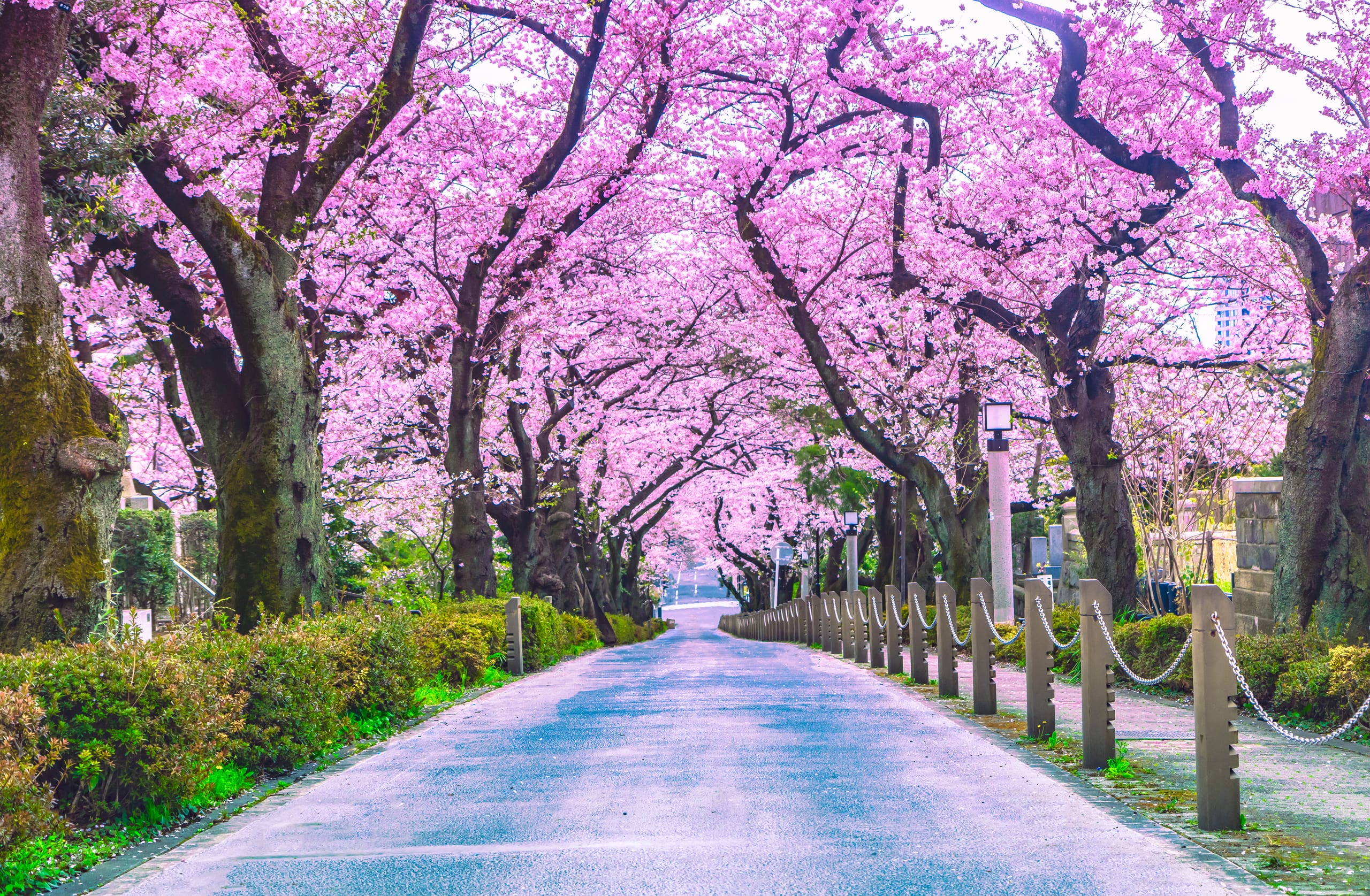 An avenue of cherry trees in full bloom arching over an empty road