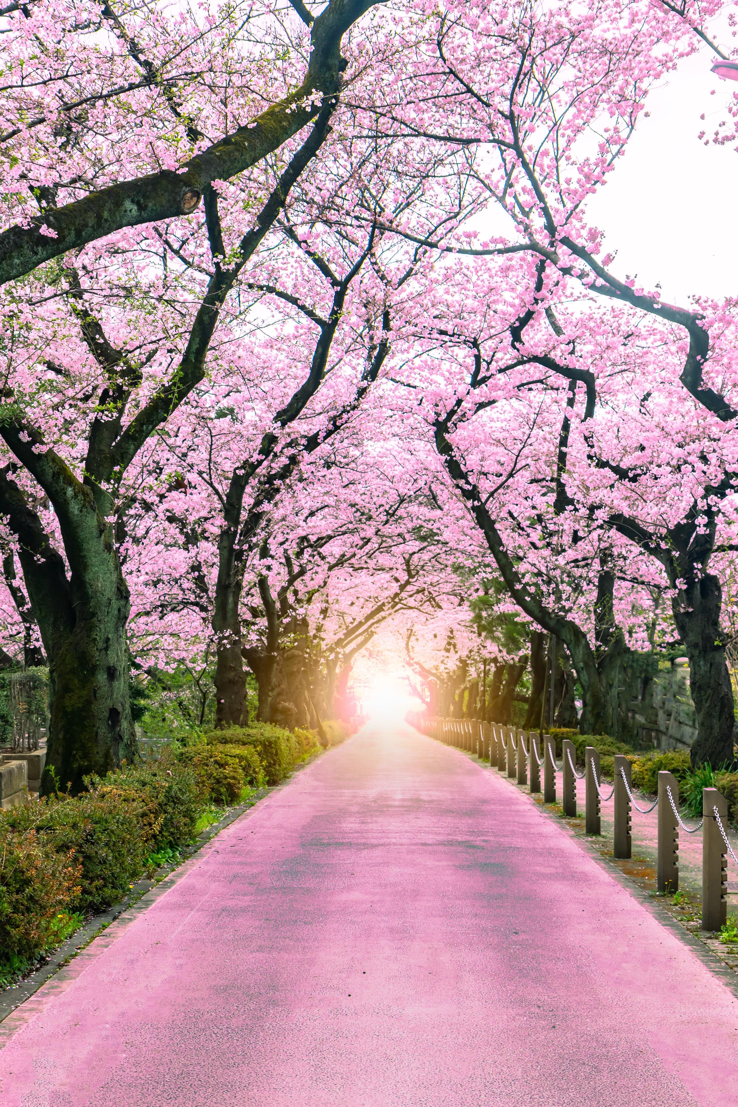 A tunnel of pink cherry blossom arching over a stone path