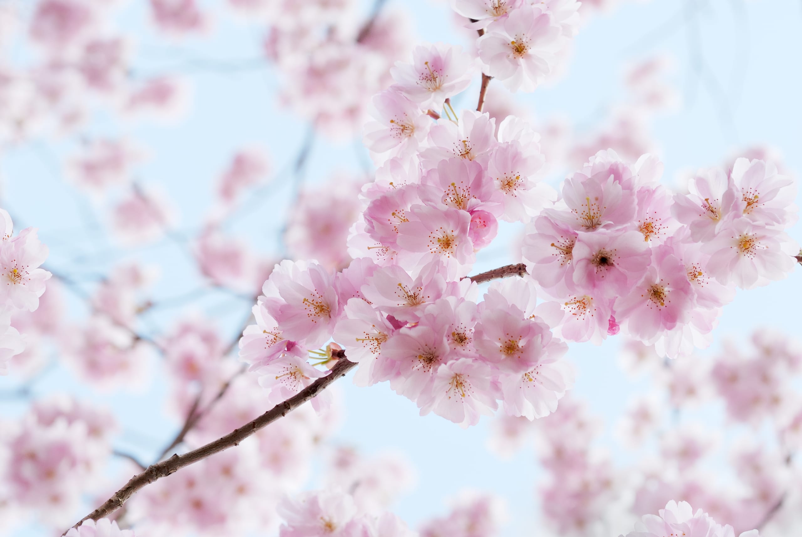 The blossom, at its closest