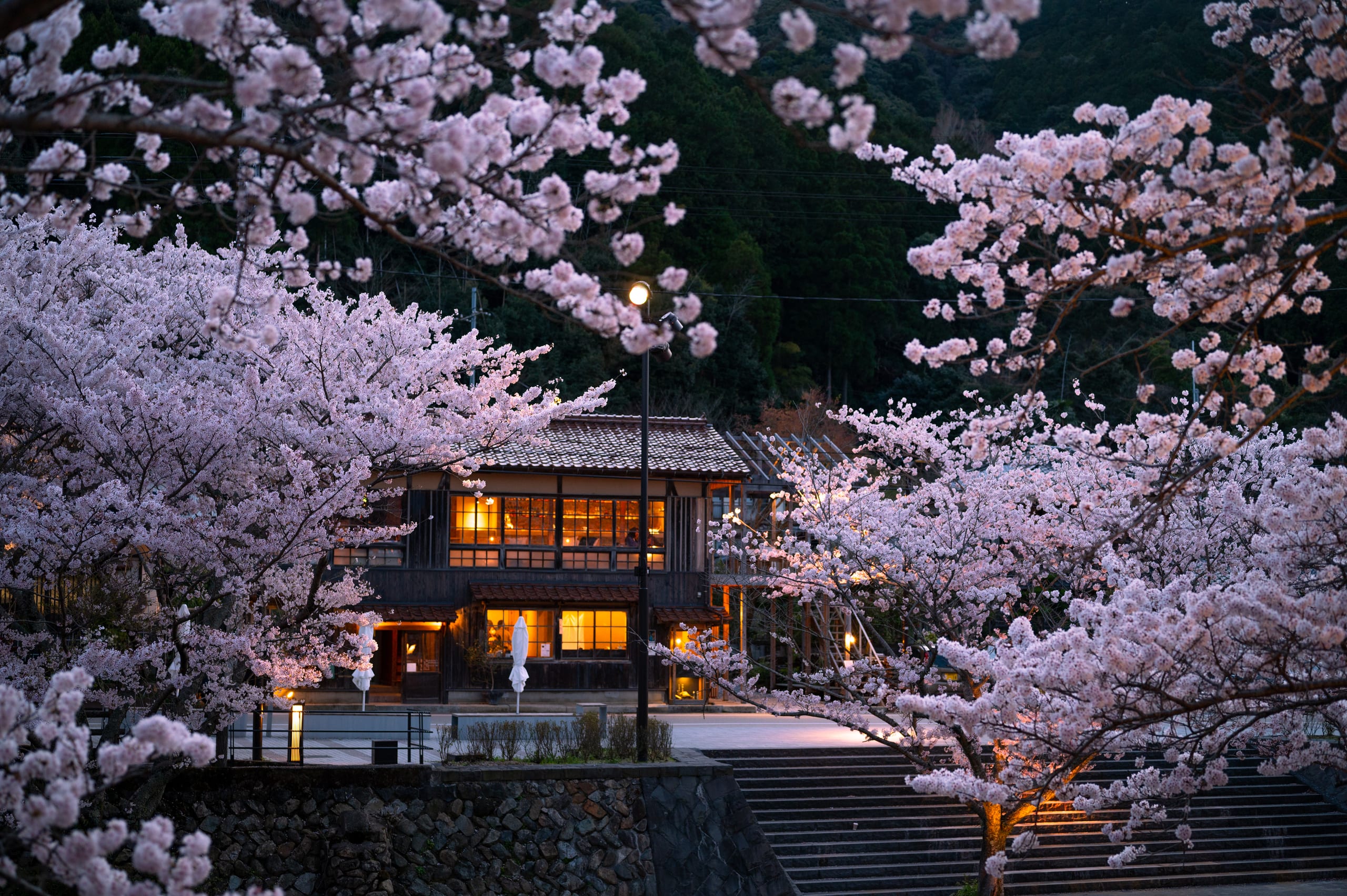 A two-storey wooden ryokan glowing at dusk beside cherry blossom