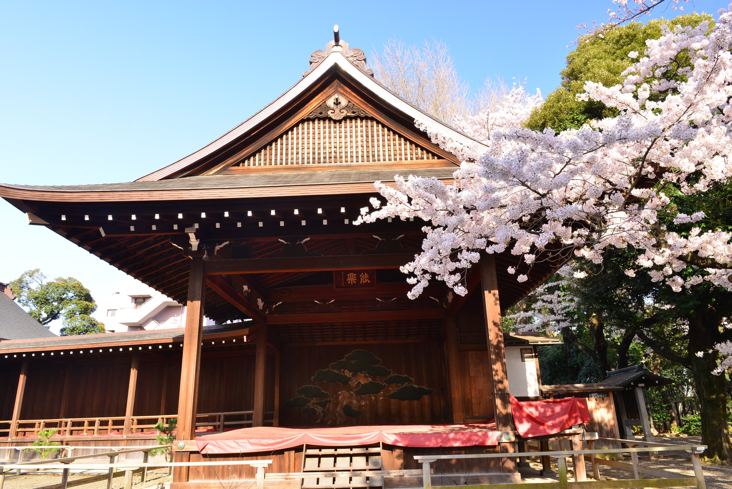 An open-air wooden stage with a painted pine backdrop, cherry trees in flower beside it