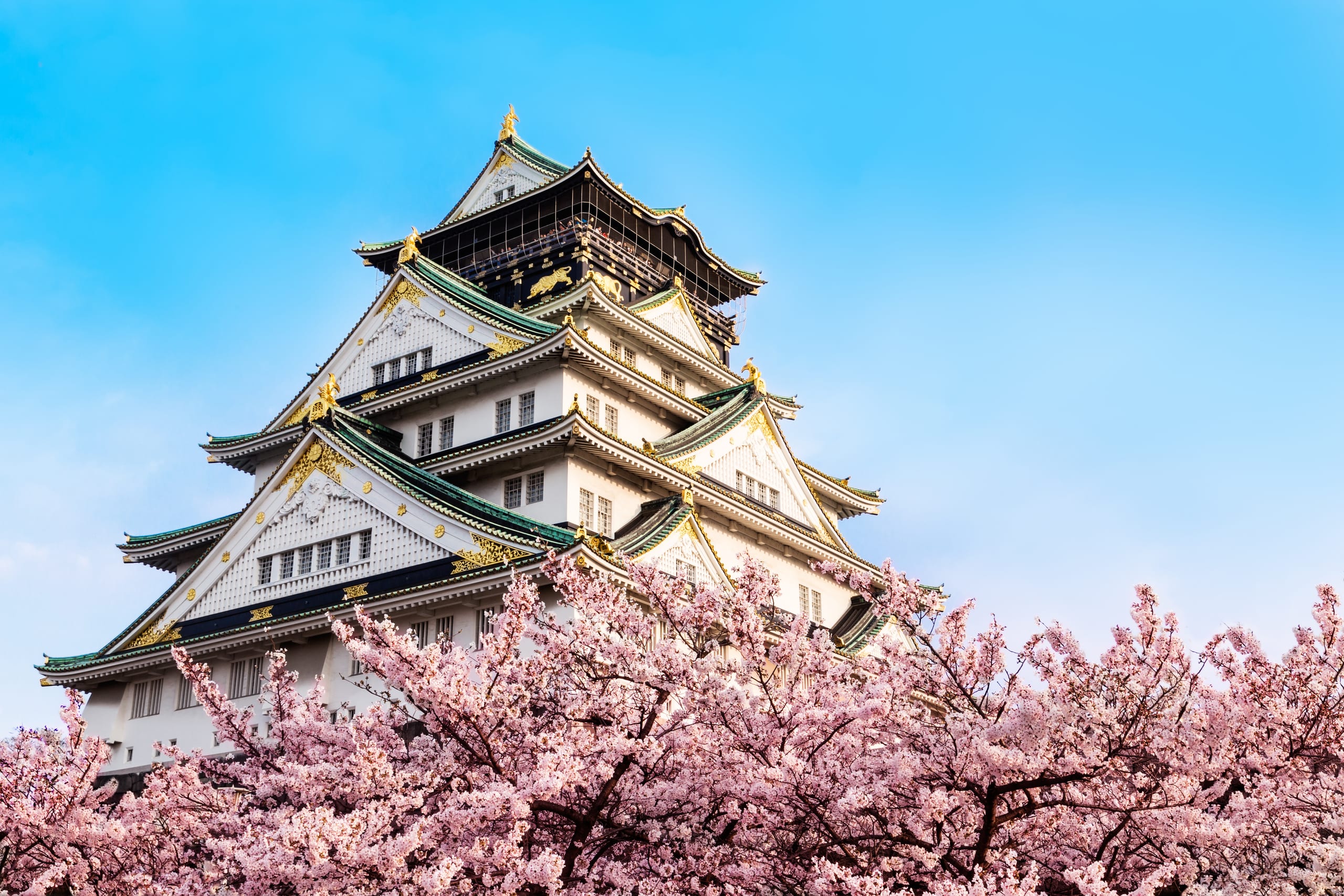 A castle keep above cherry trees in flower