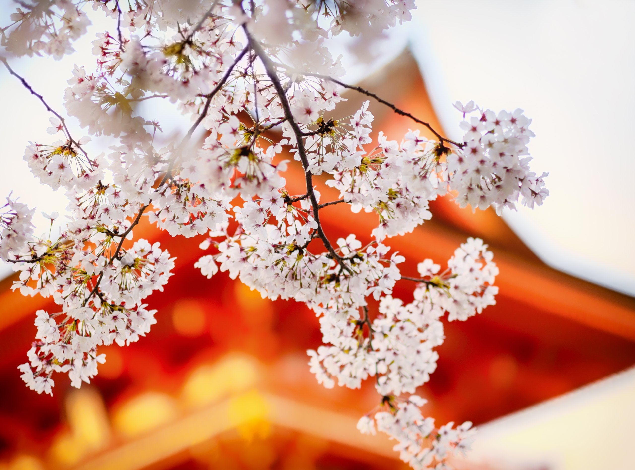 Cherry blossom in close focus before the blurred vermilion roof of a temple