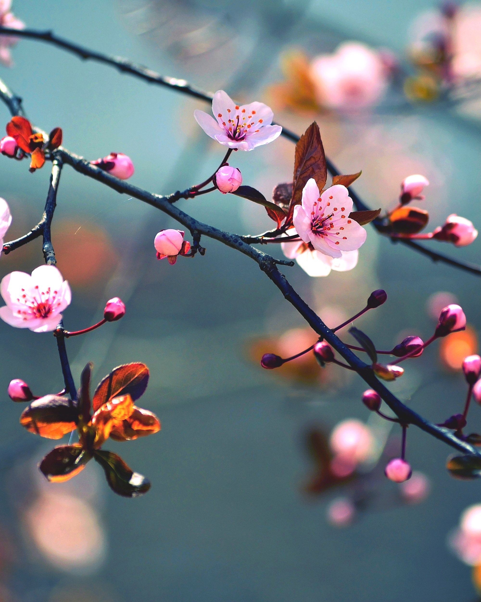 Pale pink blossom and bronze young leaves on a slender branch, in close focus