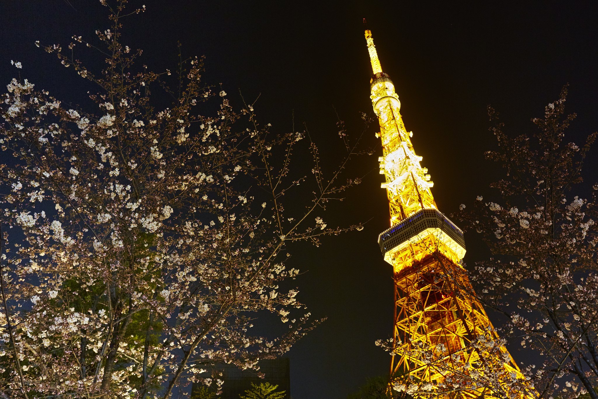 Tokyo Tower lit gold at night, framed by cherry blossom