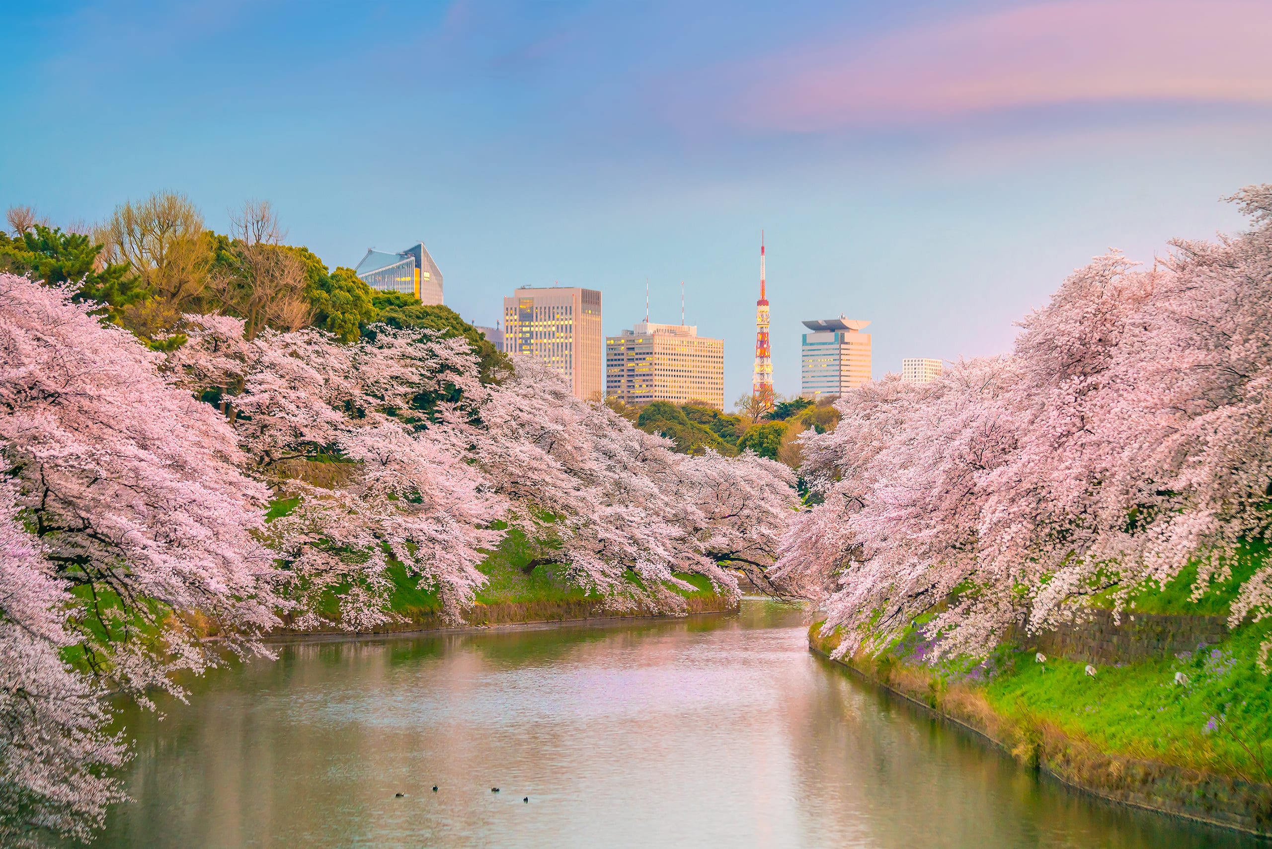 Cherry blossom on the palace moat, Tokyo