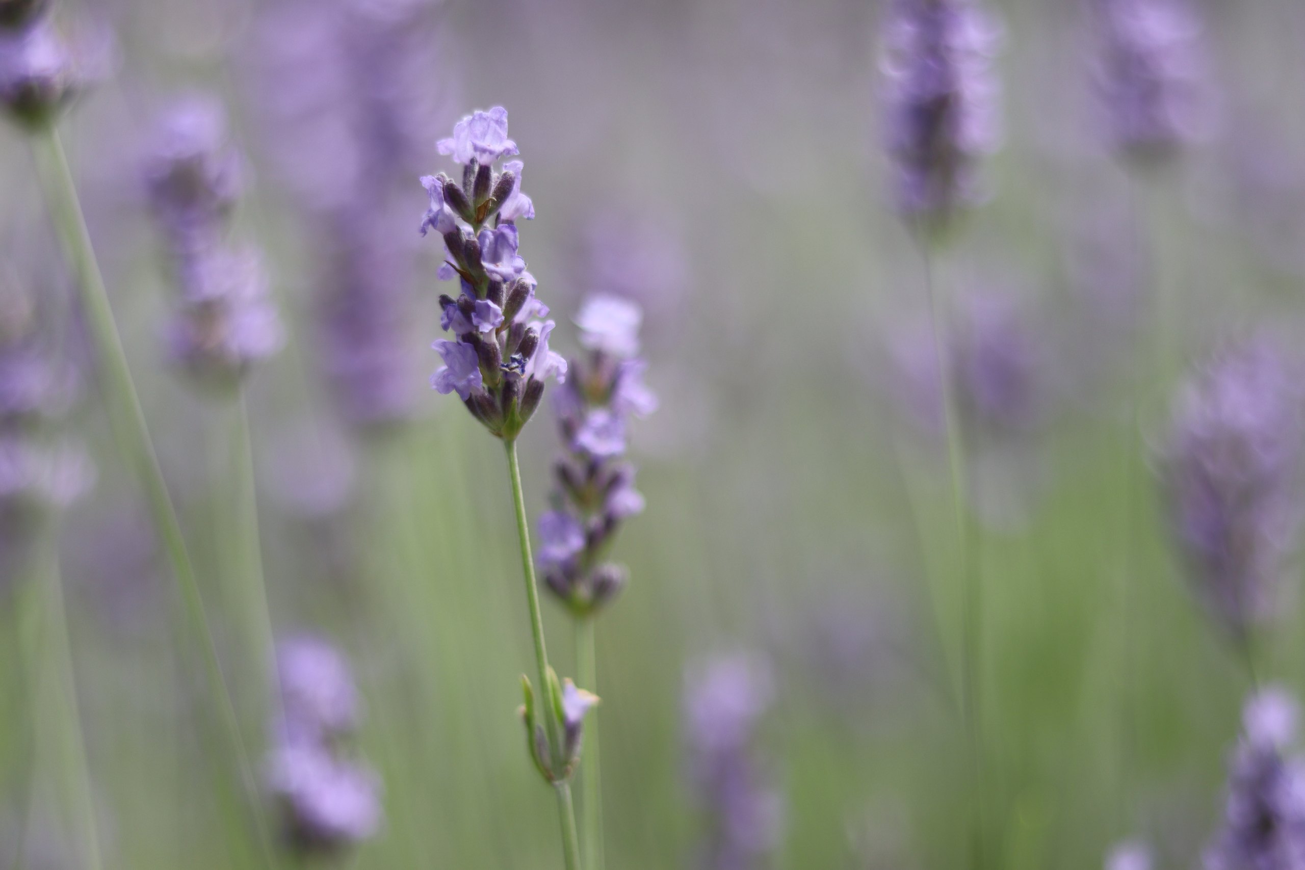 A single stem of lavender in sharp focus against a soft field of lavender