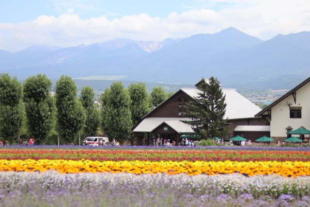 The flower fields of Farm Tomita running toward the Tokachi mountains