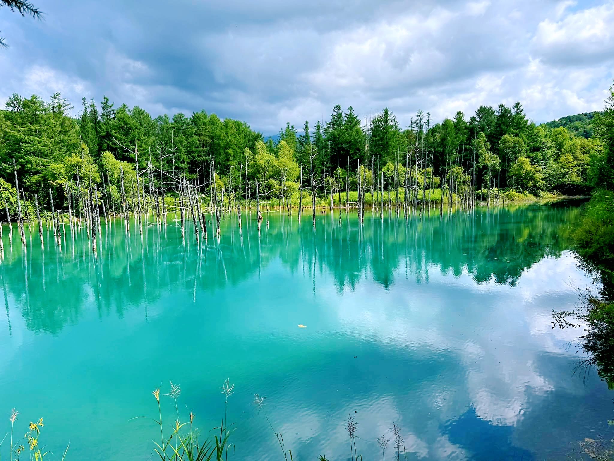 The turquoise water of the Blue Pond at Shirogane, Biei, bare trunks standing in it and the forest behind