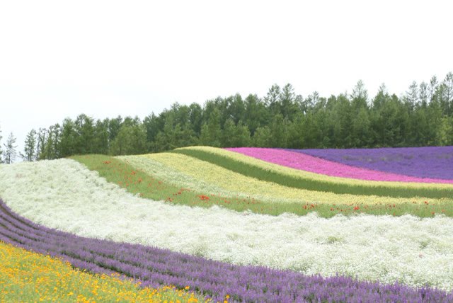 The flower fields of Farm Tomita