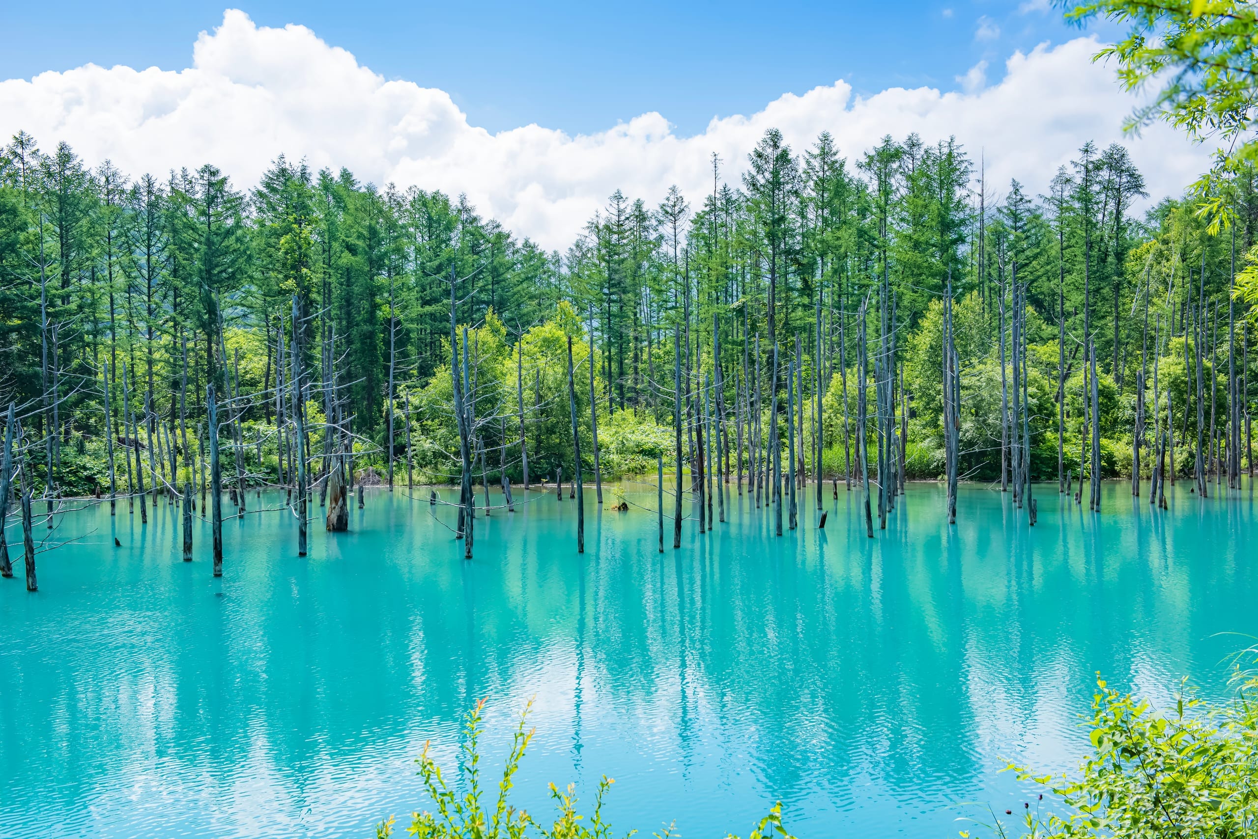 Still turquoise water among standing larch trunks under a summer sky