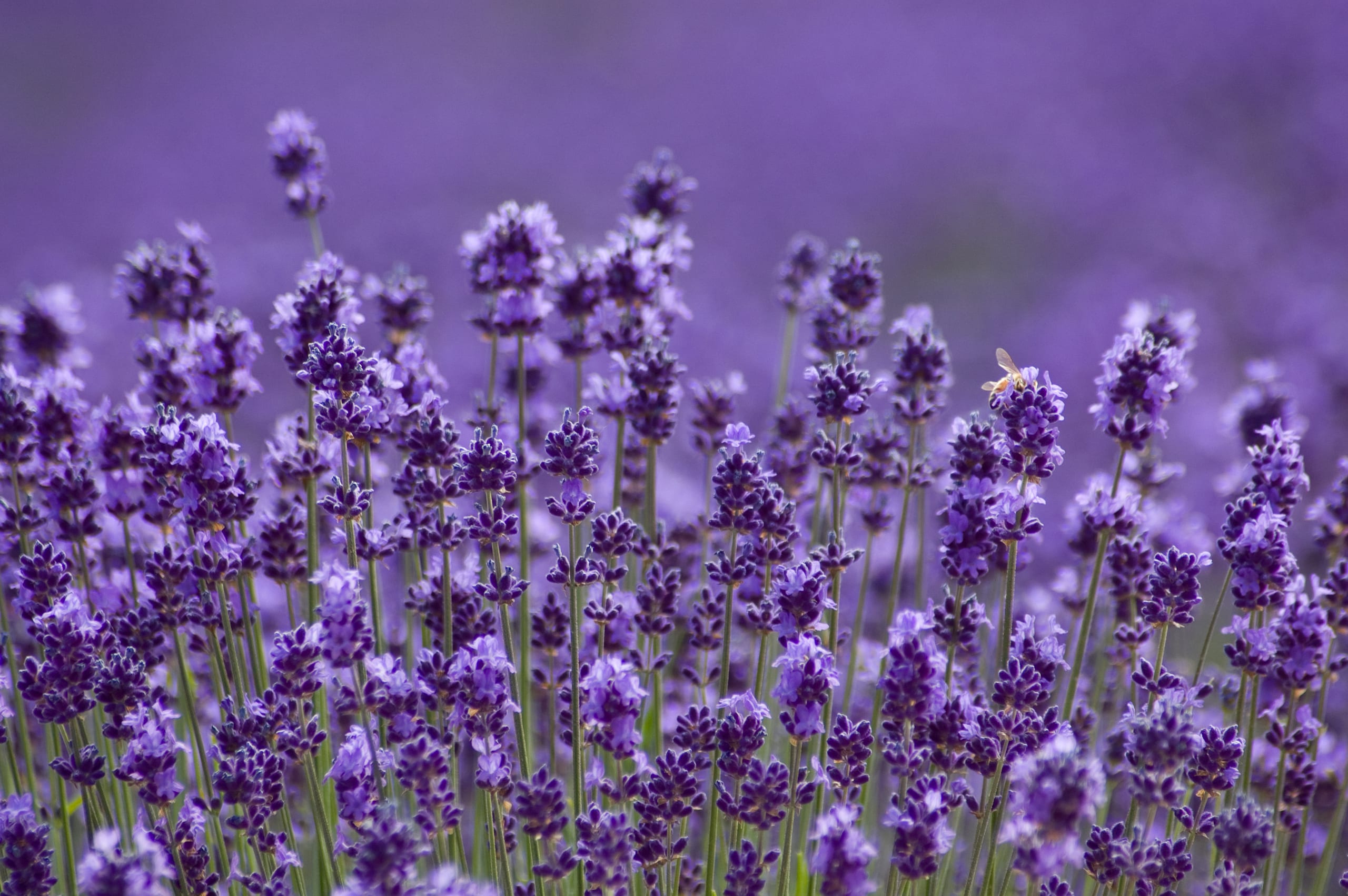 The lavender at its height