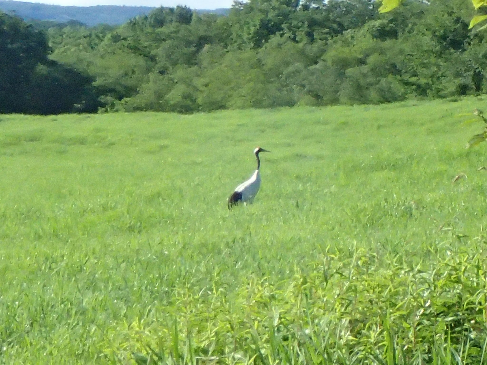 A red-crowned crane standing alone in tall green summer grass, its white body and black neck bright against the green