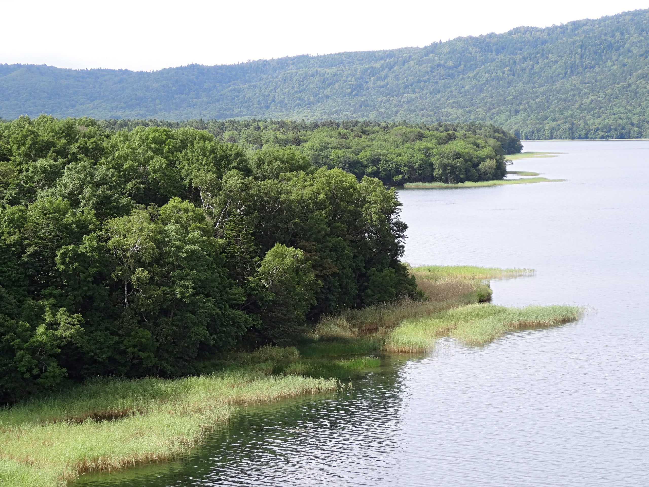 The reed shore and forested caldera wall of Lake Akan
