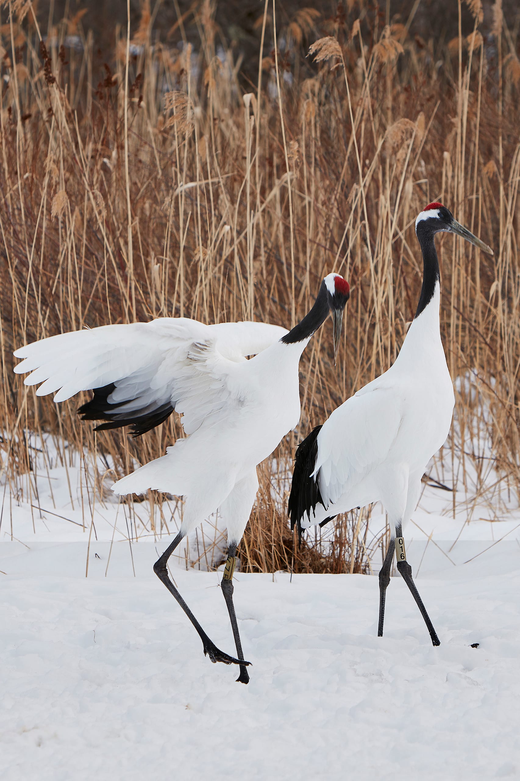 Two red-crowned cranes in the snow before dry reeds, one with its wings open