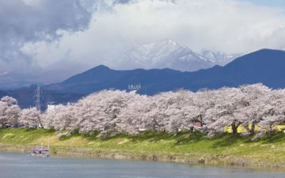 The Best Time to See Cherry Blossoms in Japan: Cherry Blossom Forecast 2020